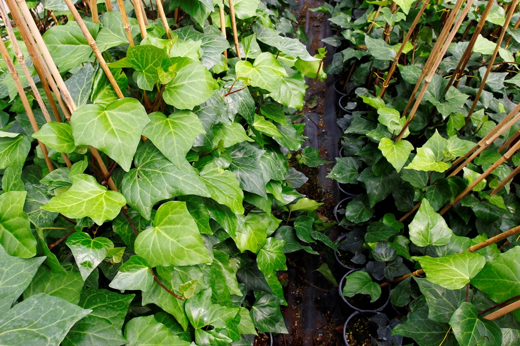 HEDERA SARMAŞIK 50-100 cm SARILICI BİTKİ