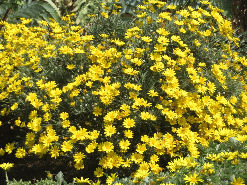 SARI PAPATYA EURYOPS - ÇOK YILLIK DIŞ MEKAN ÇİÇEĞİ