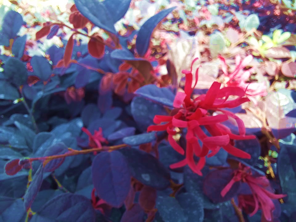 LOROPETALUM - PEMBE RÜYA ÇİÇEĞİ