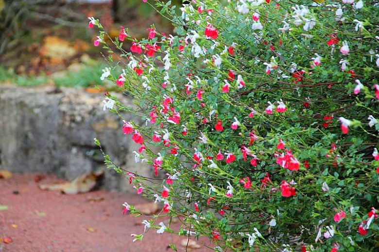 SÜS ADAÇAYI - Salvia Microphylla 'Hot Lips'