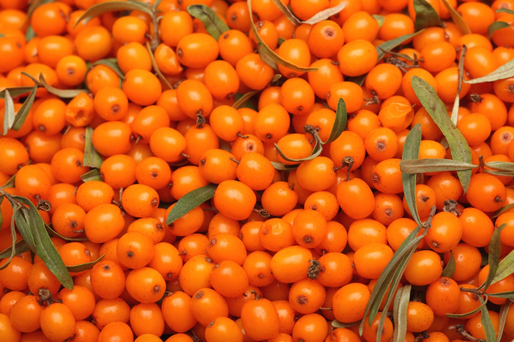 YALANCI(YABANİ) İĞDE FİDANI- HIPPOPHAE RHAMNOIDES