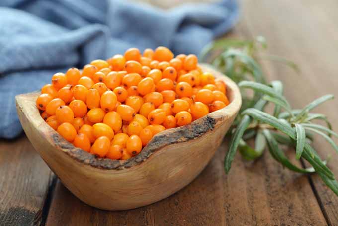YALANCI(YABANİ) İĞDE FİDANI- HIPPOPHAE RHAMNOIDES