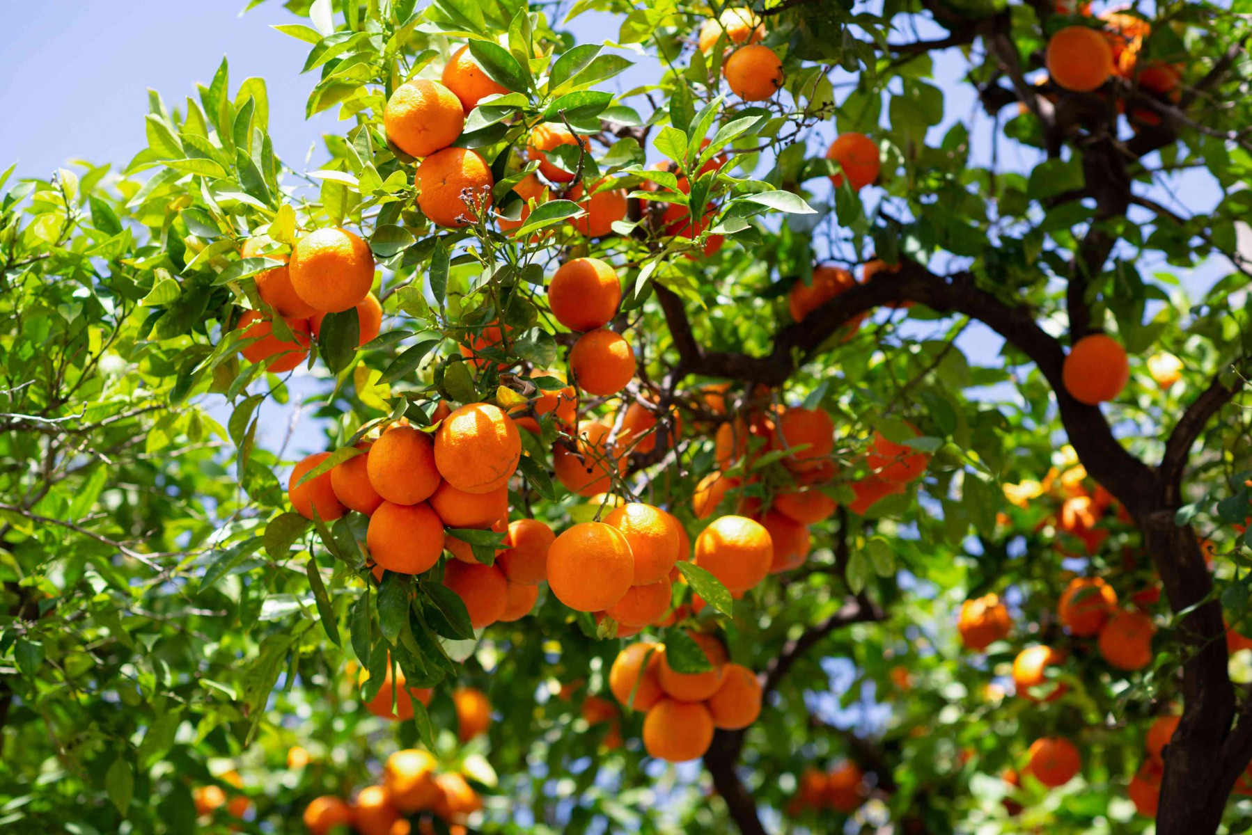 MANDALİNA FİDANI (Satsuma)  - 3 YAŞ AŞILI ve TÜPLÜ 100-150 cm