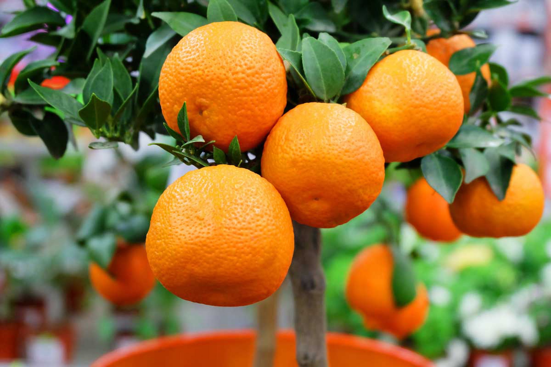 MANDALİNA FİDANI (Satsuma)  - 3 YAŞ AŞILI ve TÜPLÜ 100-150 cm