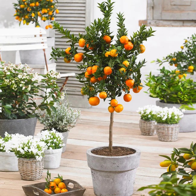 MANDALİNA FİDANI (Satsuma)  - 3 YAŞ AŞILI ve TÜPLÜ 100-150 cm