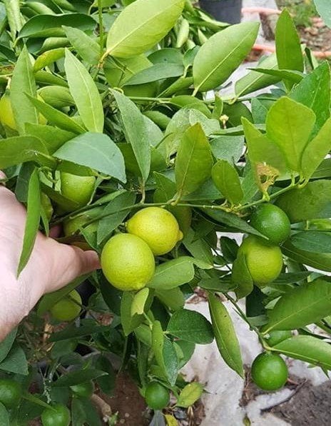 LİME MİSKET LİMON FİDANI - Limequat