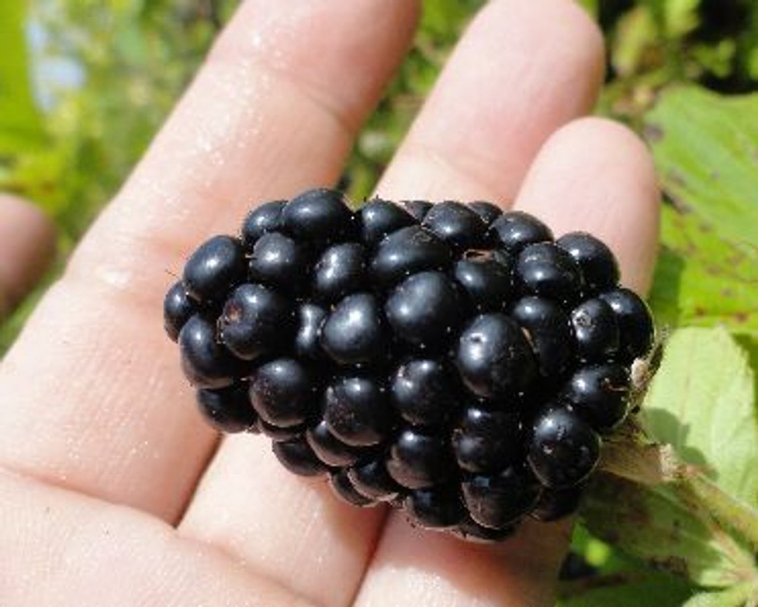 Dikensiz Jumbo Böğürtlen Fidanı 2 Yaş Tüplü